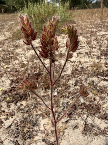 Tuberaria echioides