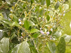 Duranta mutisii
