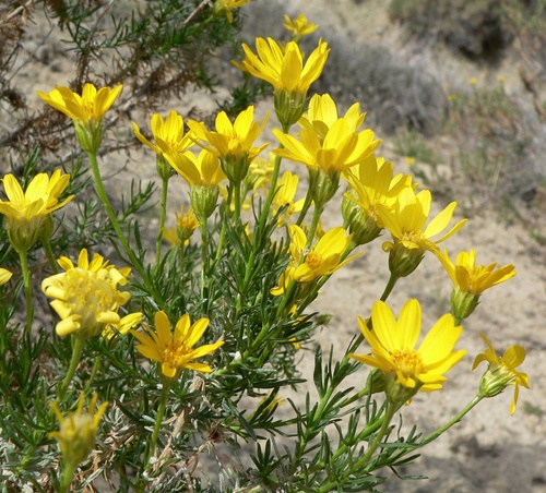 Ericameria linearifolia, photograph 6