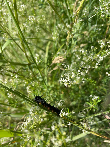 Mourning Cloak