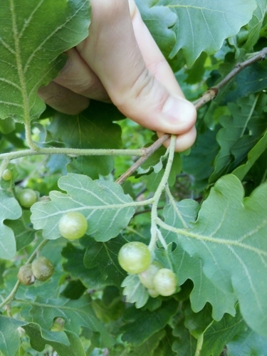 Common Spangle Gall Wasp