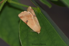 Heliothis