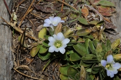 Gentiana chazaroi
