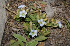 Gentiana chazaroi