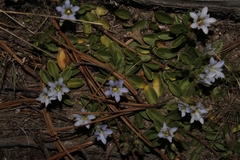Gentiana chazaroi
