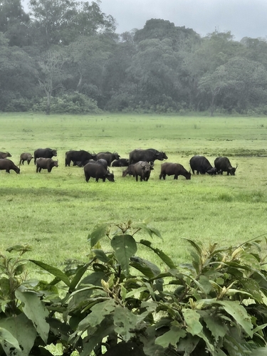 African Buffalo