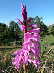 Watsonia lepida