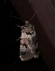 Thoracolopha flexirena