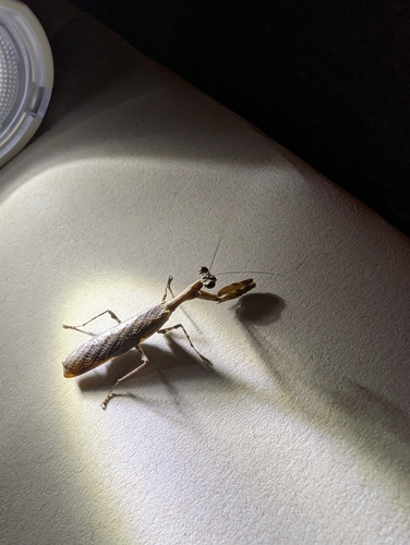 Acromantis satsumensis