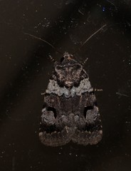 Thoracolopha flexirena