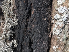 Phytophthora ramorum