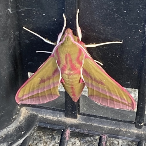 Elephant Hawkmoth
