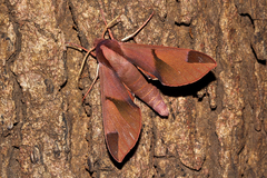 Afroclanis neavi