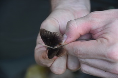 Sevenia occidentalium