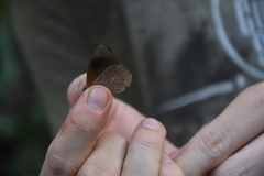 Sevenia occidentalium