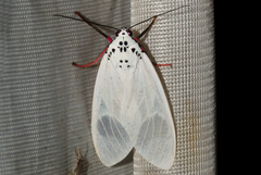 Amerila leucoptera