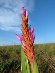 Watsonia lepida