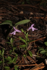 Hedeoma jucunda