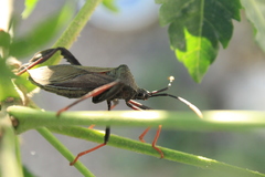 Acanthocephala thomasi