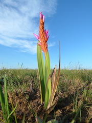 Watsonia lepida