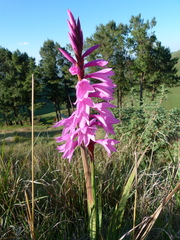 Watsonia lepida