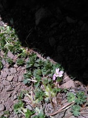Geranium sessiliflorum