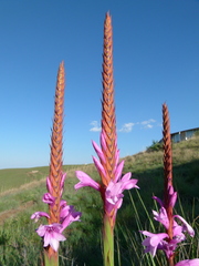 Watsonia lepida