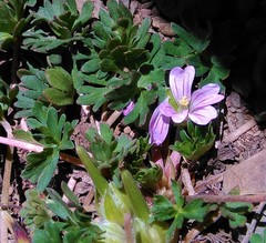 Geranium sessiliflorum