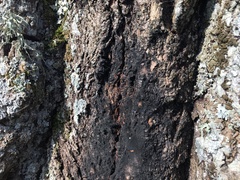 Phytophthora ramorum