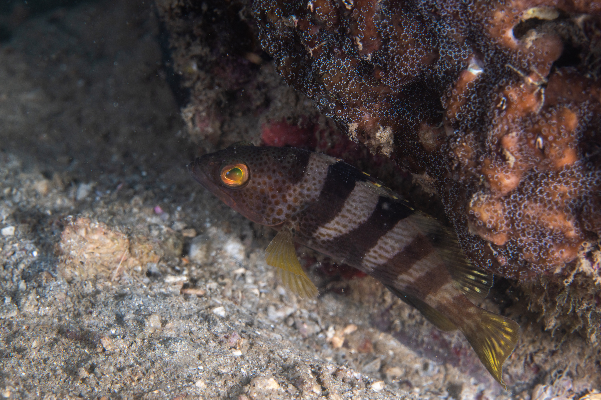 Rock Grouper photo 8