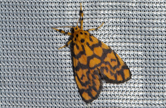 Tumicla sagenaria