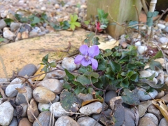 Viola riviniana