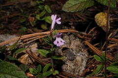 Hedeoma jucunda