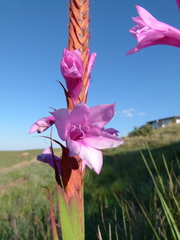 Watsonia lepida