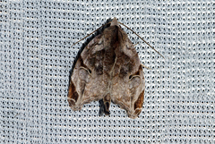 Androlymnia torsivena