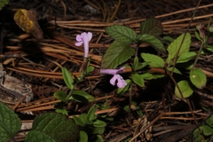 Hedeoma jucunda