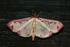Cadarena pudoraria