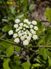 Desert lace (Ammi huntii)