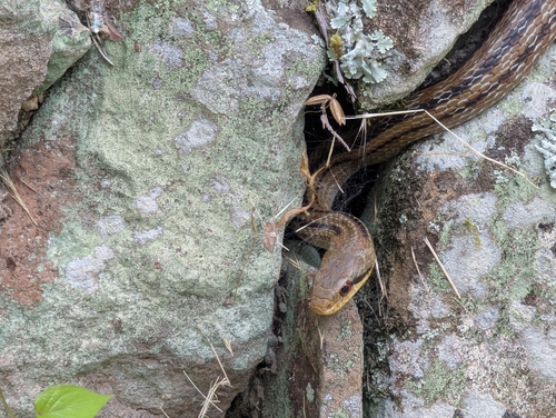 Japanese Four-lined Ratsnake