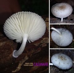 Oudemansiella canarii