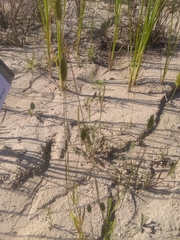 Phalaris caroliniana