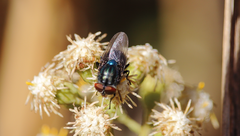 Compsomyiops fulvicrura