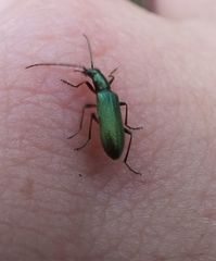 Chrysanthia viridissima