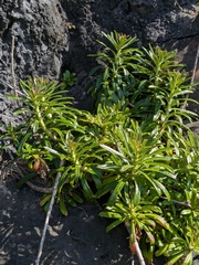 Campanula vidalii, photograph Michael, Antoni and Nihat Hinczewski, CC BY, iNaturalist via GBIF