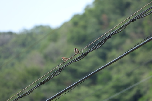 Passer montanus saturatus