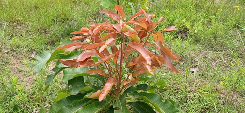 Shea Tree
