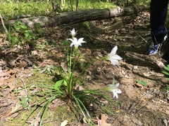 Zephyranthes atamasco