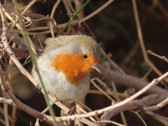 Erithacus rubecula