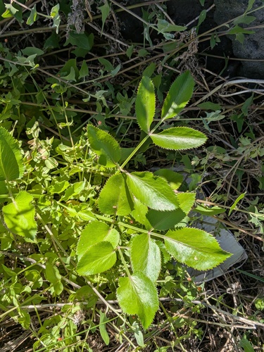 Ammi seubertianum (Ammi seubertianum)