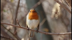 Erithacus rubecula